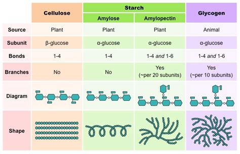 test for polysaccharides|Polysaccharide Definition and Functions .